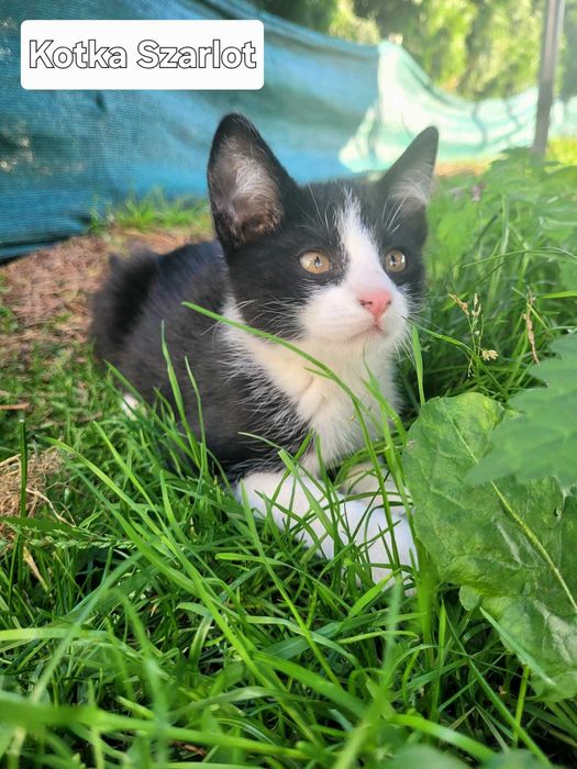 Oddam Kotkę Szarlot za darmo