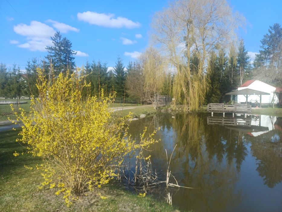 Domek nad zarybionym stawem
