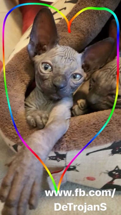 ℹ️ PO KASTRACJI ‼️ mega Kocio na juz!  • Sfinks & Sphynx. W-wa / Śląsk
