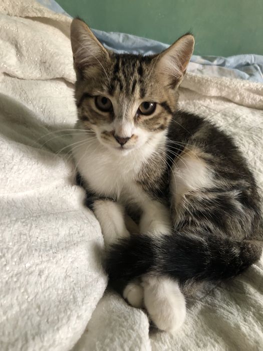 Котенок в добрые руки полупородистый