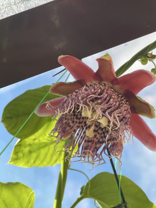 Passiflora  decaisneana Пассіфлора декаіснеана