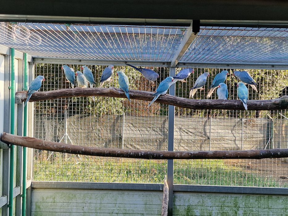 Tenho Ring Necks de 2024 e 2025