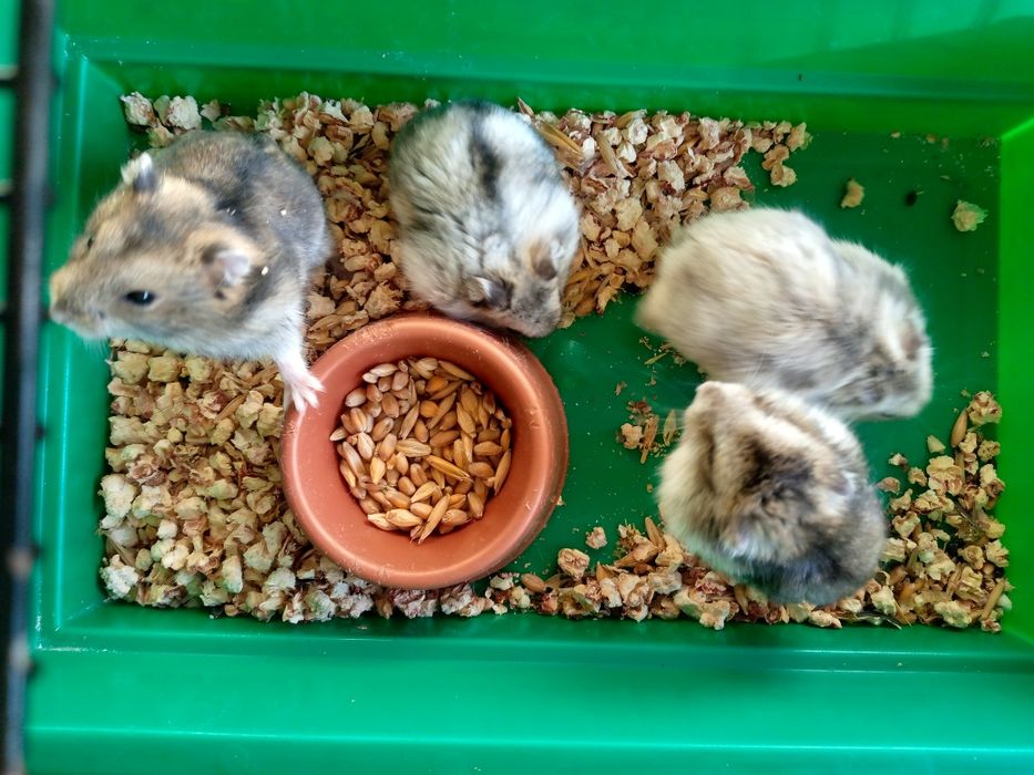 Джунгарский хомяк