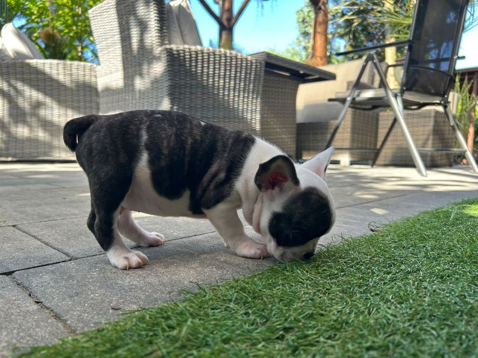Buldog francuski - piesek