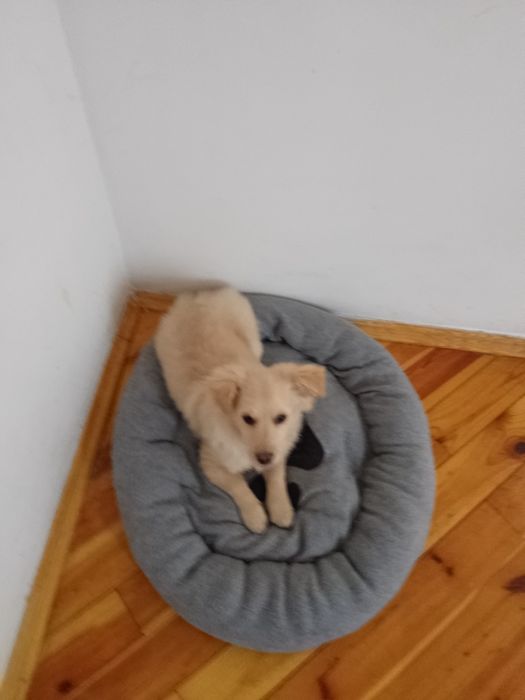 Частный дом. Передержка животных. Зооотель. Зоогостинница.