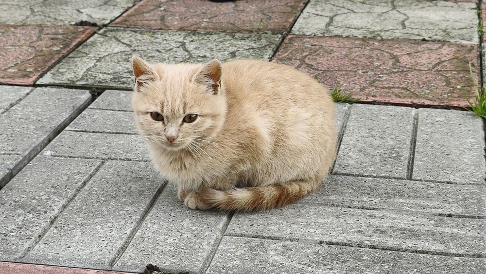 Кошенята, дівчинка і хлопчик
