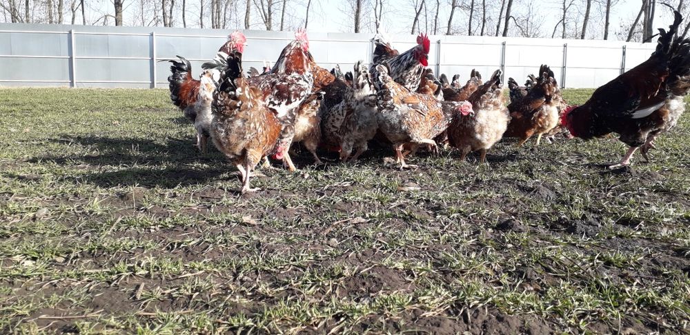 Інкубаційне яйцо Лівенська сітцева