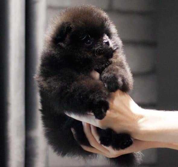 Spitz Alemão Anão e/ou Lulu da Pomerânia  FEMEA BLACK com   LOP E AFIXO