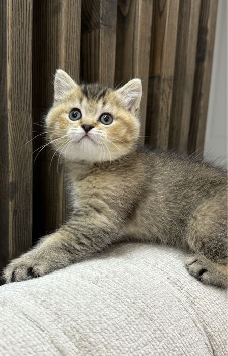 Британские котята шиншила