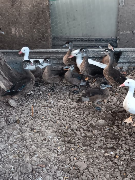 Patos ornamentais 2026
