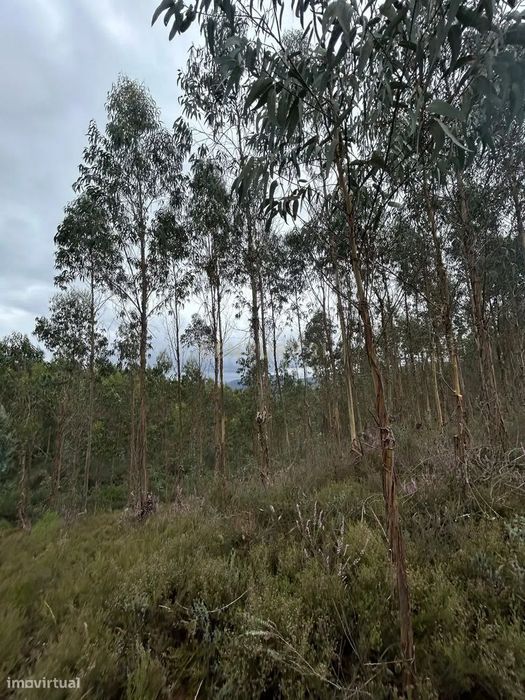 Rustic Land with Eucalyptus Grove | Negotiable