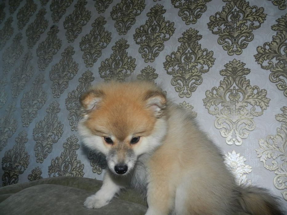 Красивый щенок  померанского шпица