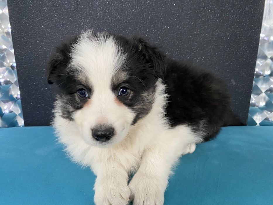 Border collie szeniak