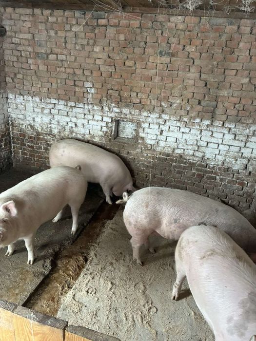 Продам домашні свині