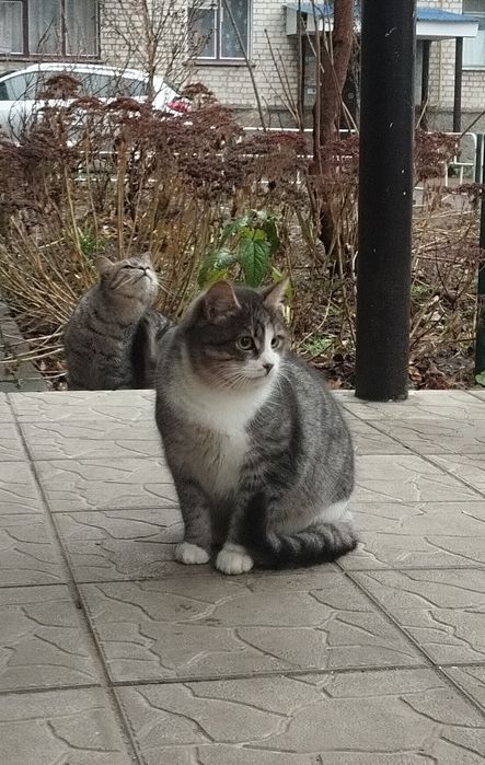 Безкоштовно котик