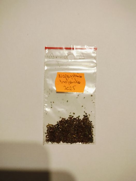 Naparstnica trojańska nasiona