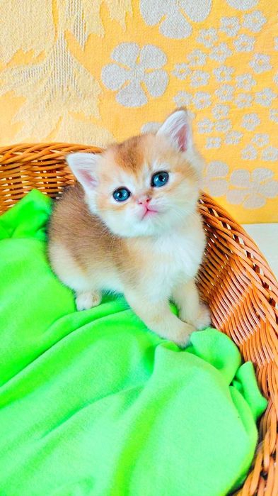 Гарний котик золота шиншила