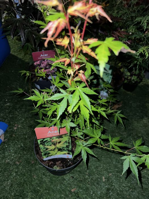 Variedades de acers palmatum