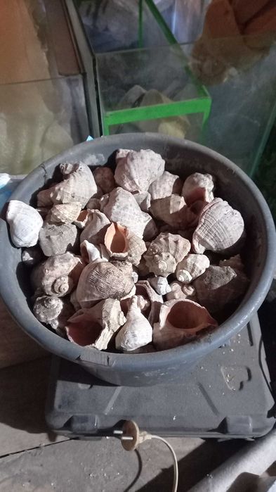 мушлі (ракушки) рапанів