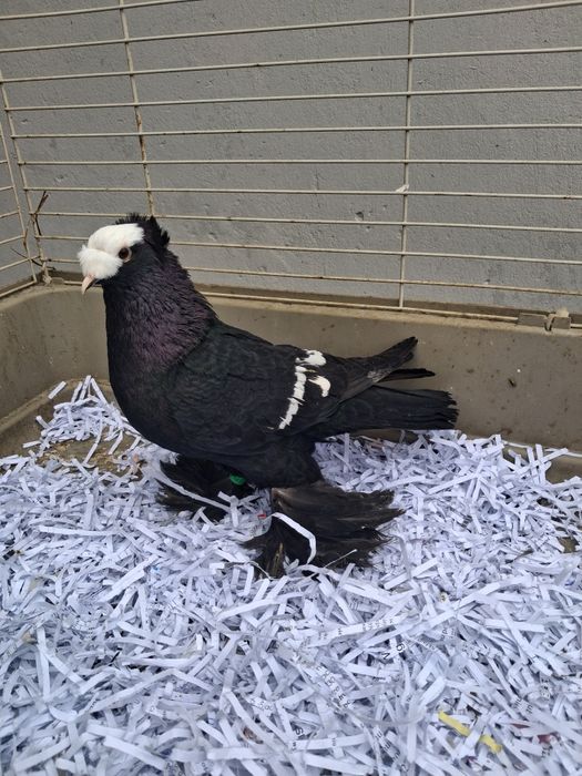 Gołebie ozdobne łyski saksońskie