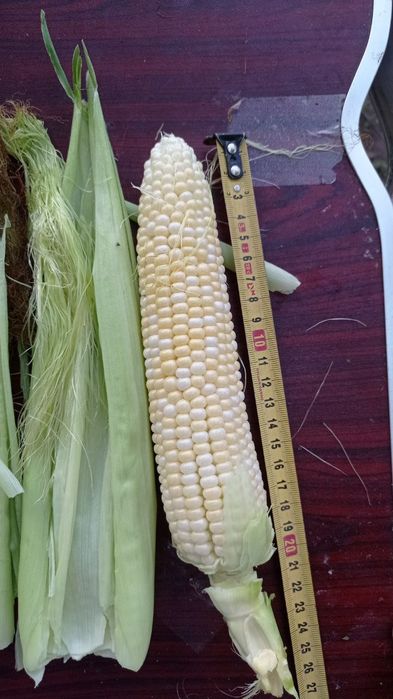 Солодка кукурудза Ракель м.Кременчук