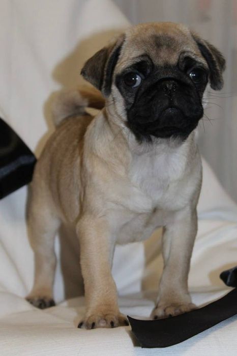 Розкішні мопсики