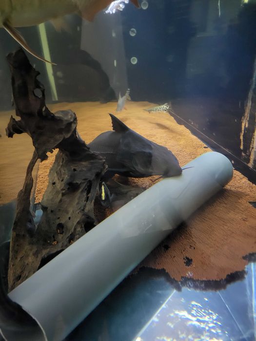 Arowana asitaca goden e outros