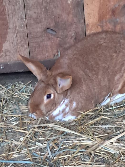 Sprzedam  króliki!