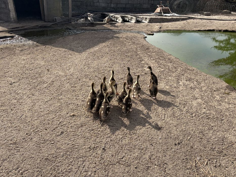 Ninhada 12 patos