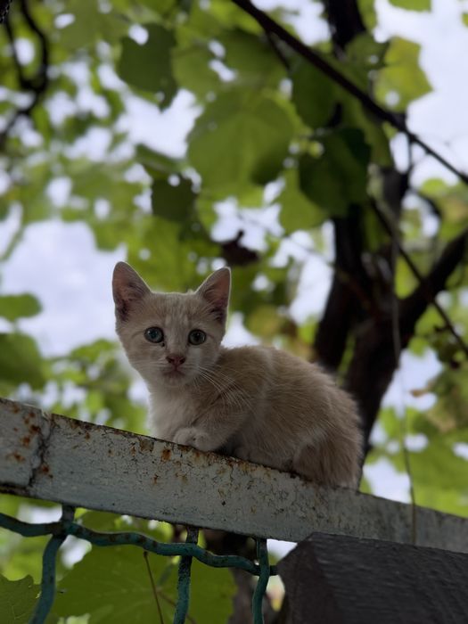 Відамо в хороші руки (хлопчик)