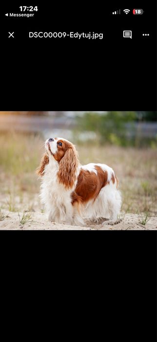 Cavalier king charles spaniel po wyjatkowych rodzicach