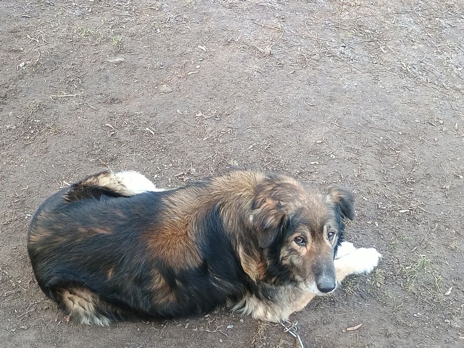 Oddam psy w dobre ręce