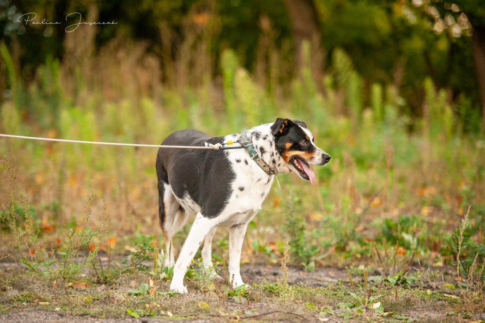 Delikatna Diuna bardzo potrzebuje domu!