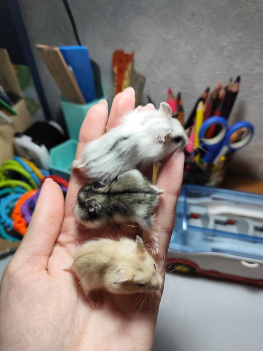 Джунгарские хомячки детки джунгарики