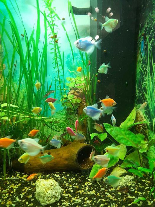 Аквариумные рыбки