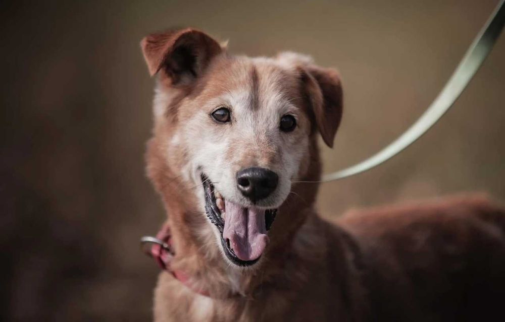 Winne - pies który ciągle się uśmiecha ADOPCJA
