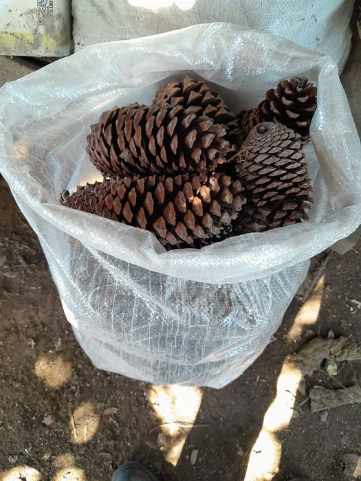 Sacos lenha, lote lenha, pinhas