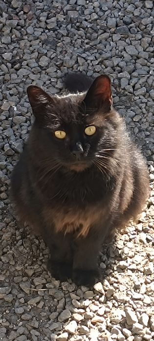 Котикам потрібен дім