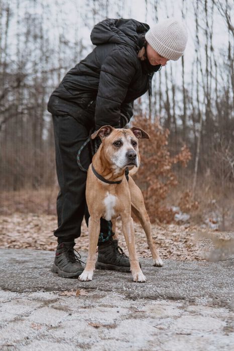 Radosny Vito do adopcji