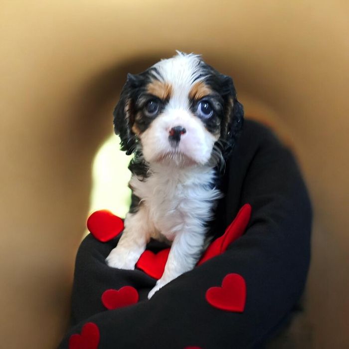 Chłopczyk tricolor Cavalier King Charles Spaniel