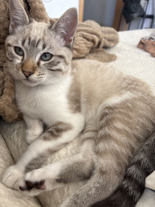 Gato para adoção