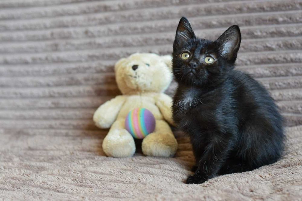 Маленький черный котеночек Мира в поиске семьи, добрая и ласковая