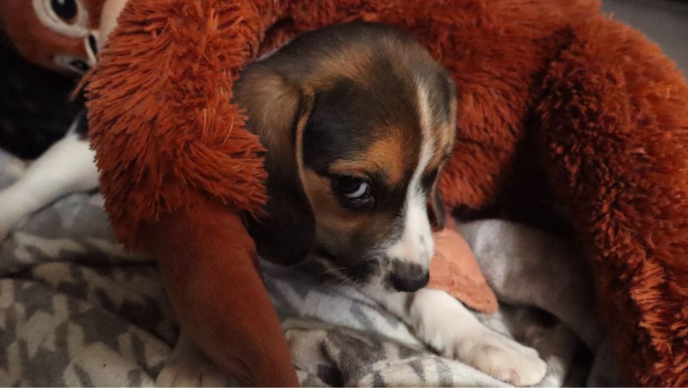 Beagle femea tricolor