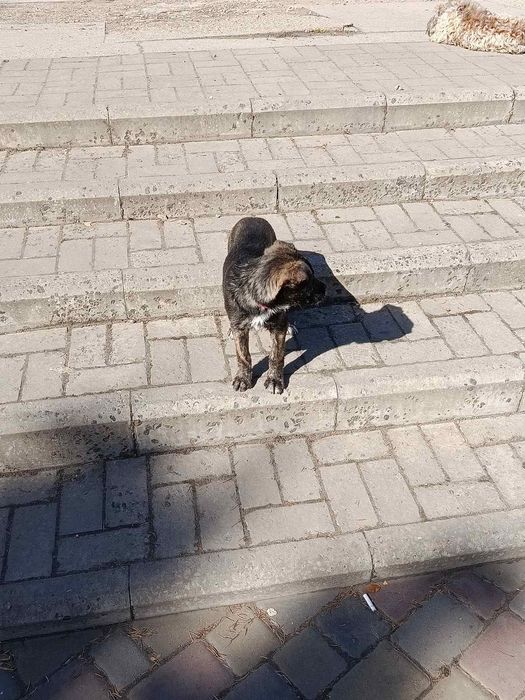 Дівчинка Джус в добрі руки