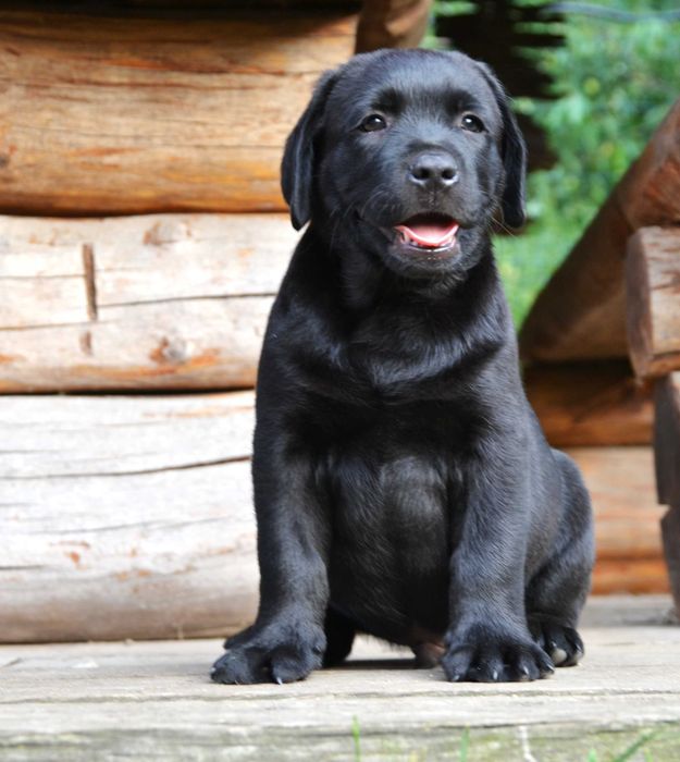 Wyjątkowy szczeniak Labrador Retriever FCI