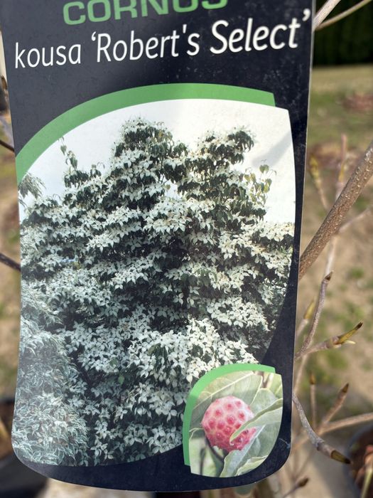 Deteń (Comus kousa robert’s select)