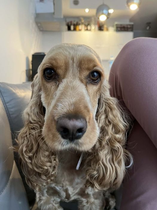 Oddam Cocker spaniela