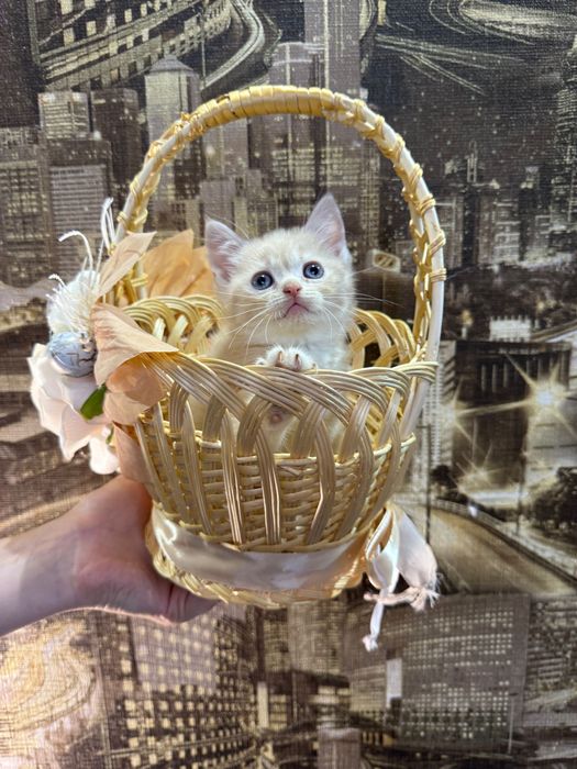 Шотландські кошенята