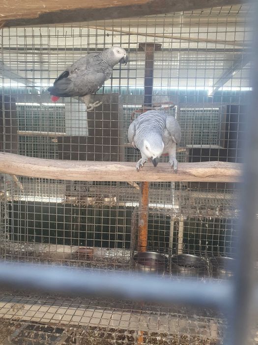 Vends de lote de casais de papagaios cinzentos reprodotores