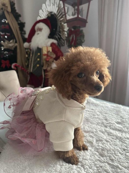 Przepiekna sunia Pudel Toy